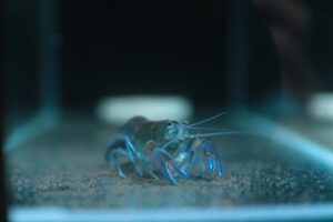 破壞者螯蝦
